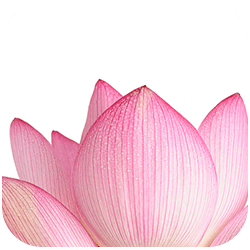 lotus petals