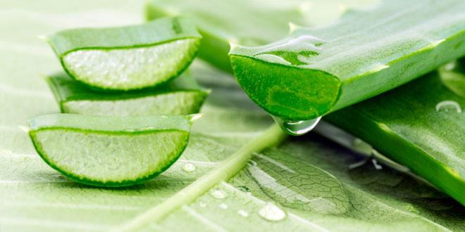 Find out why AloeVera is used extensively in skincare