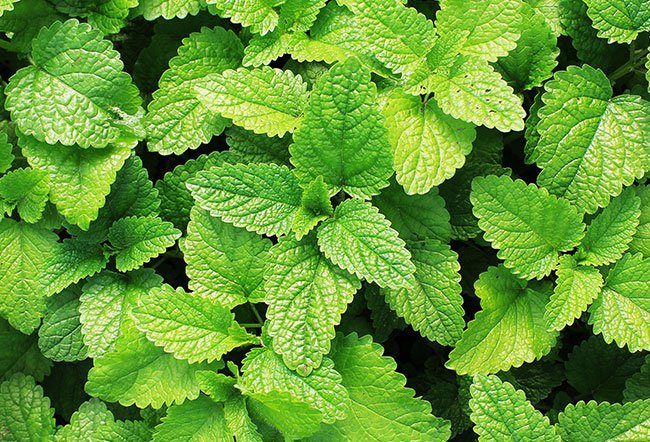 UNKNOWN BENEFITS OF MINT IN SKINCARE