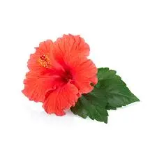 the brightest red-colored petals of a hibiscus flower